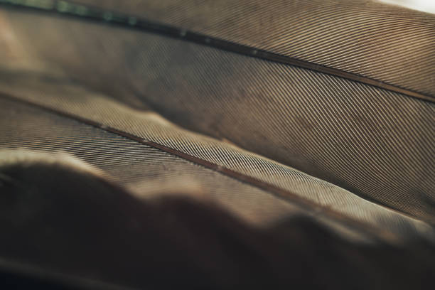 istock Close up Beautiful Bird feather pattern background for design texture. Macro photography view. 1198412364