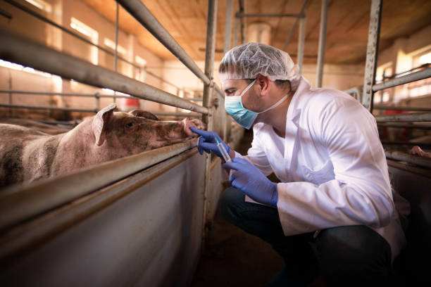 lekarz weterynarii gotowy podać lek zastrzelony świni w gospodarstwie. kontrolowanie zdrowia zwierząt i wzrostu w przemyśle mięsnym. wstrzyknięcie szczepionki zwierzętom domowym. - domowy wieprz zdjęcia i obrazy z banku zdjęć