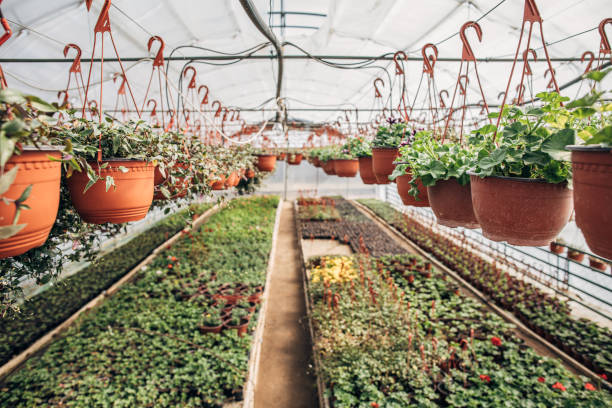 istock Potted plants in a row on flower farm 1198412429