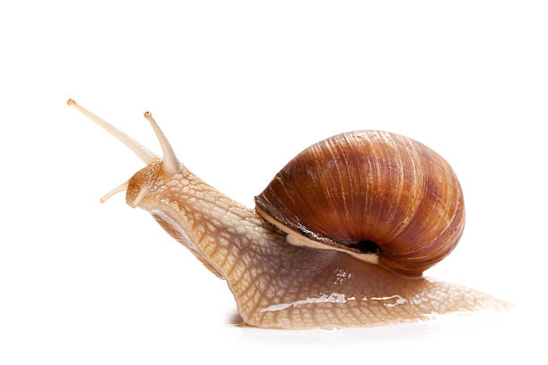 istock the garden snail 119841244