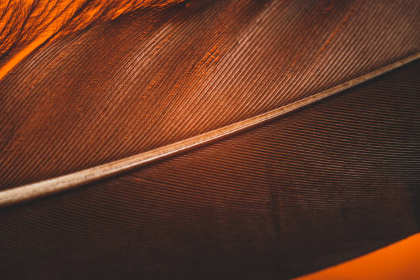 istock Close up Beautiful  duck Bird feather pattern background for design texture. Macro photography view. 1198412586