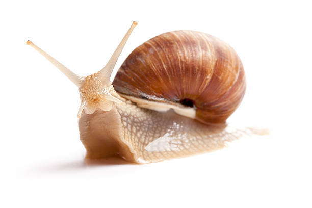 istock the garden snail 119841274