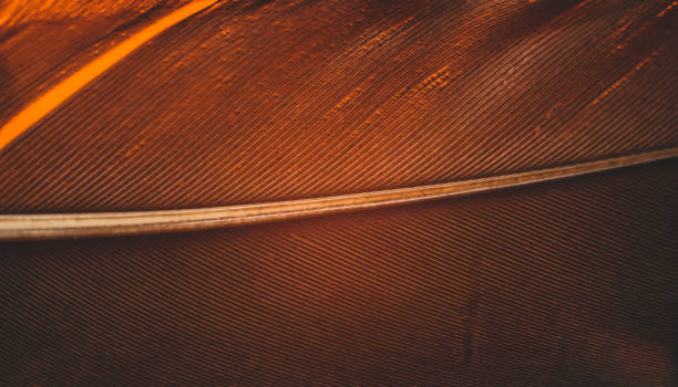 istock Close up Beautiful  duck Bird feather pattern background for design texture. Macro photography view. 1198412811