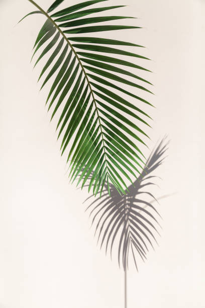 istock Vertical branch of  palm tree casts interesting shadow on wall 1198412891