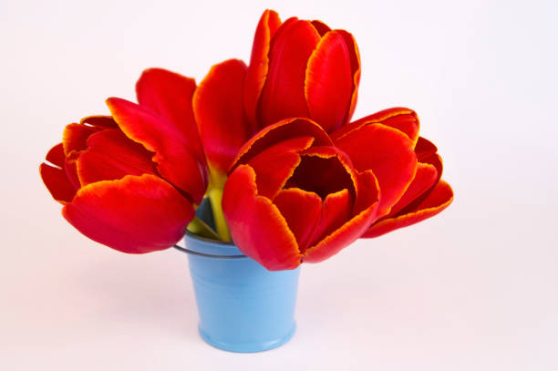 istock red tulips on a light background in a small decorative blue bucket 1198414904