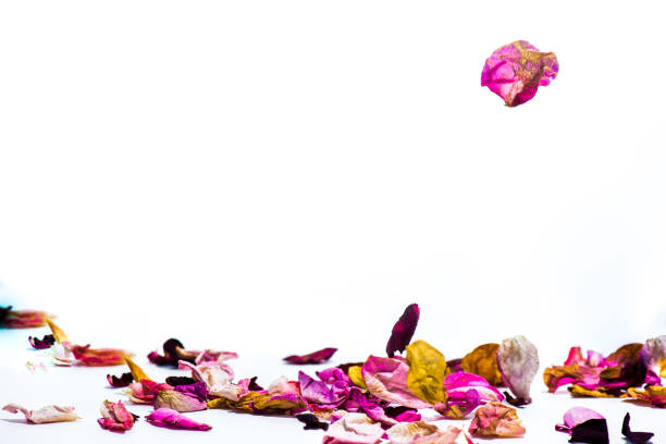 istock following rose paddles 1198415274