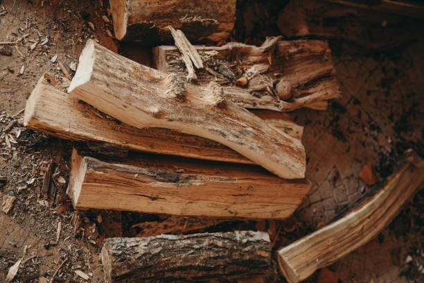 Logs shares are bunch. View from above