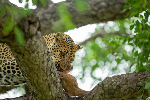 A young leopard cub trying to stalk and play with a dangerous hyaena whilst his mother finishes her meal up in a tree.