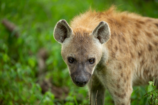 A young leopard cub trying to stalk and play with a dangerous hyaena whilst his mother finishes her meal up in a tree.