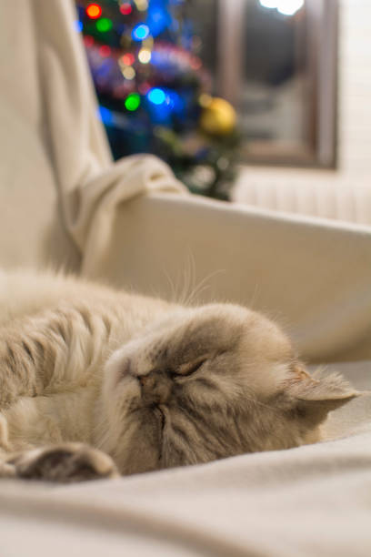 istock Nice cat resting on the background of the Christmas tree 1198416459
