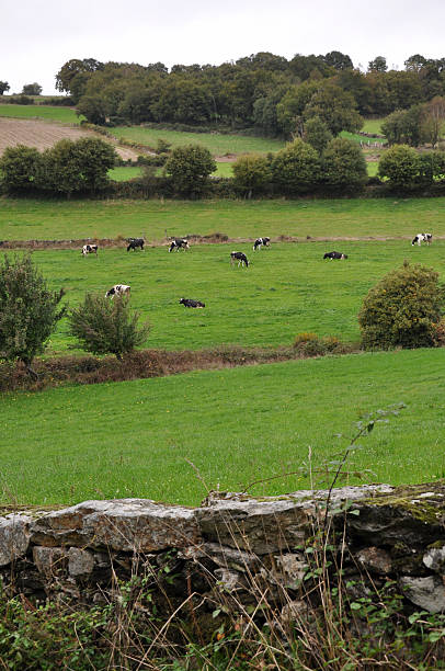 istock Cows in galician landscape 119841712