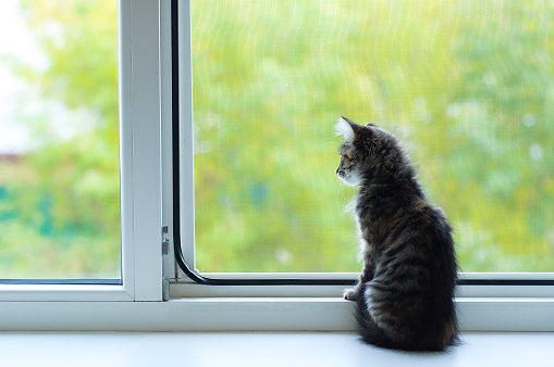 Portrait of a little kitten sitting on a window. Blurry summer nature background.