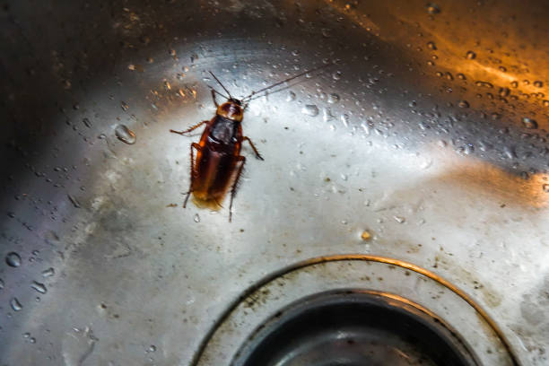 Cockroach in a washing basin. Cockroach in a washing basin. cockroach photos stock pictures, royalty-free photos & images