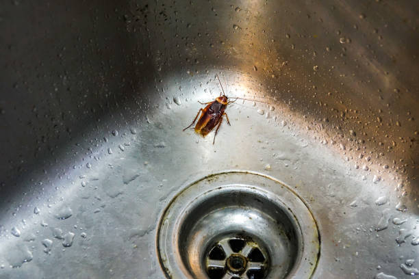 istock Cockroach in a washing basin. 1198418551