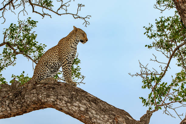 istock Leopard in Sabi Sands Game Reserve 1198418645