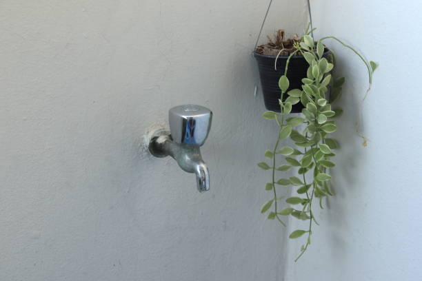 istock String of Pearls hanging house plant 1198419340