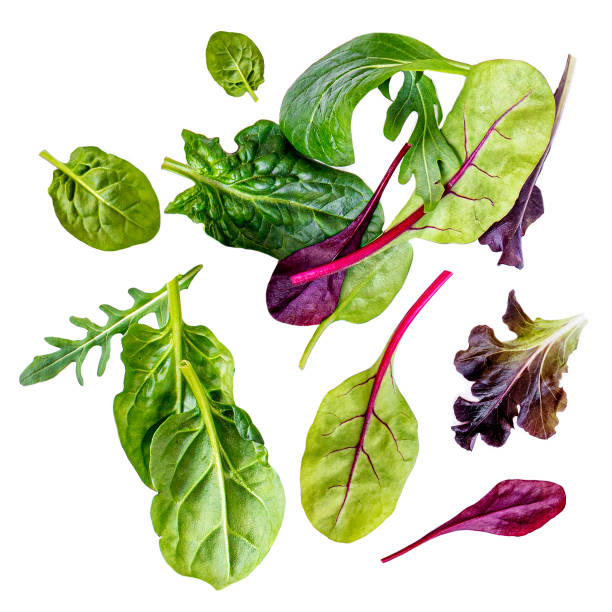 flying salad leaves isolated on white background. assortment of green  salad with arugula, lettuce, chard, spinach and beets leaf. - lettuce endive abstract leaf imagens e fotografias de stock