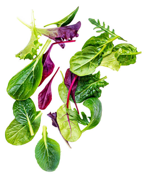 foglie di insalata volanti isolate su sfondo bianco. insalata fresca.  assortimento con rucola, lattuga, bietola, spinaci - lettuce endive abstract leaf foto e immagini stock