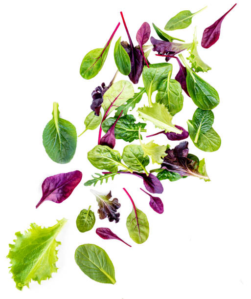 flying salad leaves isolated on white background.   assortment  with arugula, lettuce, chard, spinach leaves - lettuce endive abstract leaf imagens e fotografias de stock