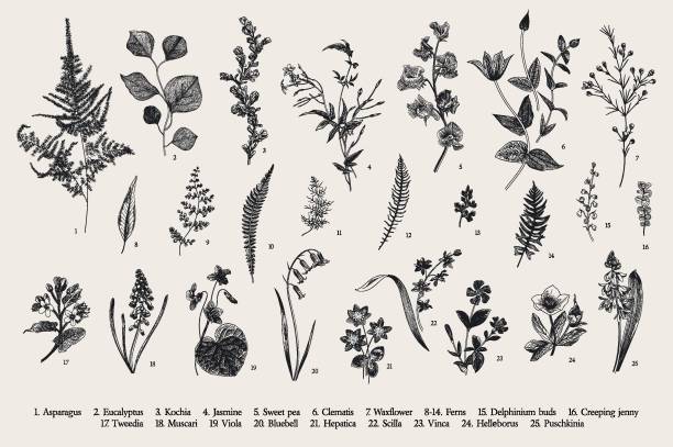 Spring flowers and ferns. Spring flowers and ferns. Set. Vintage vector botanical illustration. Black and white ragweed stock illustrations