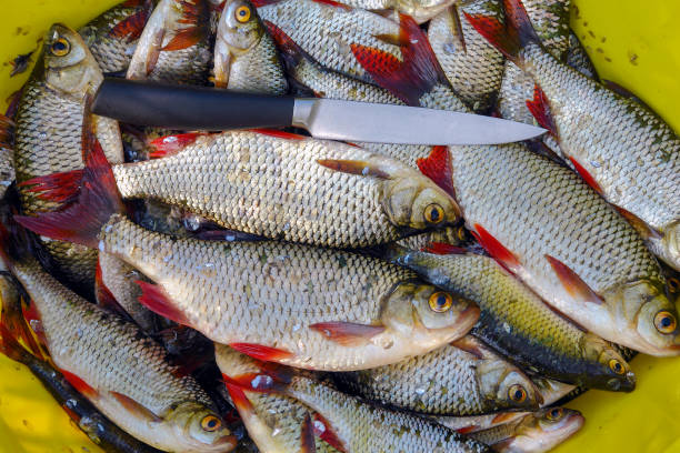 Caught Rudd fish with silver scales and red fins Caught freshwater Rudd fish with silver scales and red fins common rudd photos stock pictures, royalty-free photos & images