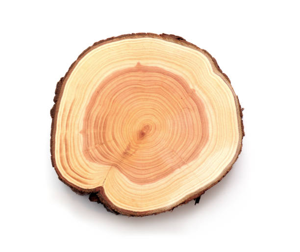 istock A slice of Thuja wood representing profile of cut tree. 1198421764