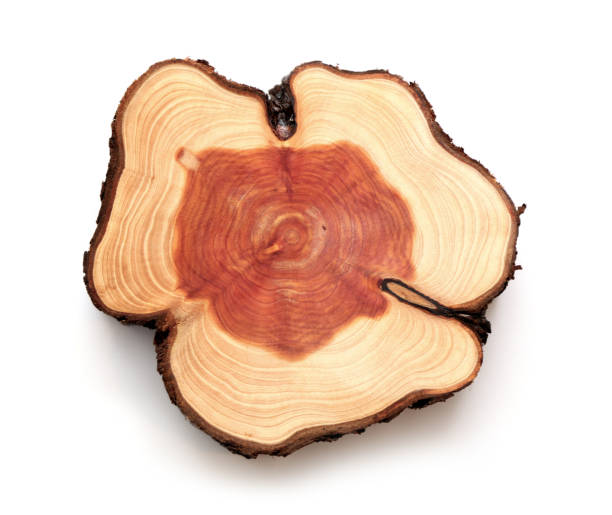 istock A slice of Thuja wood representing profile of cut tree. 1198421765