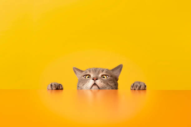 istock Squint cat looking at its target behind the desk. Obese British sort hair cat. 1198421826