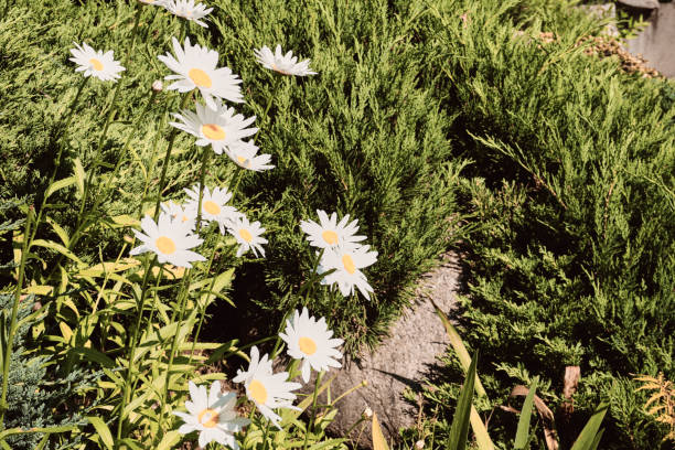 Photos from my garden