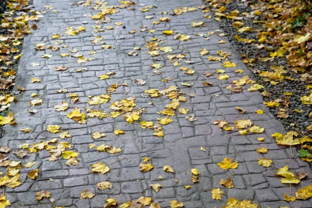 Fallen  leaves in orange and yellow on stone pavement street in autumn / winter weather