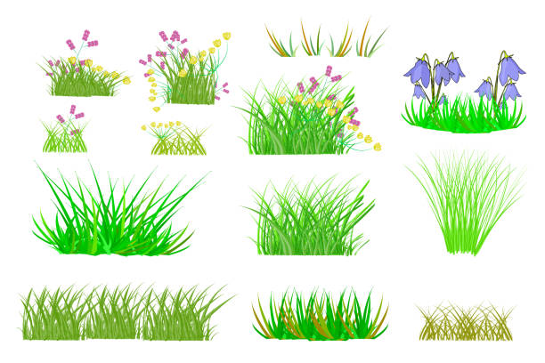 ilustraciones, imágenes clip art, dibujos animados e iconos de stock de conjunto de hierba aislado sobre fondo blanco. - daisy multi colored flower bed flower
