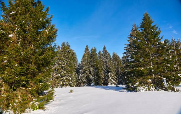 istock Winter landscape in deep snow 1198425627