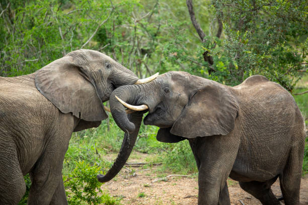 istock A herd of elephants swimming 1198425692