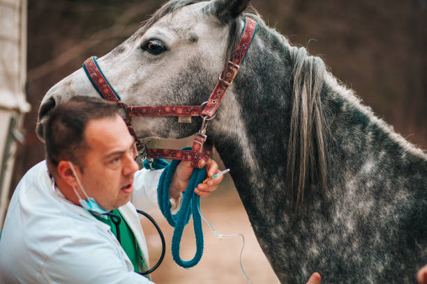 istock Vet and horse 1198427640
