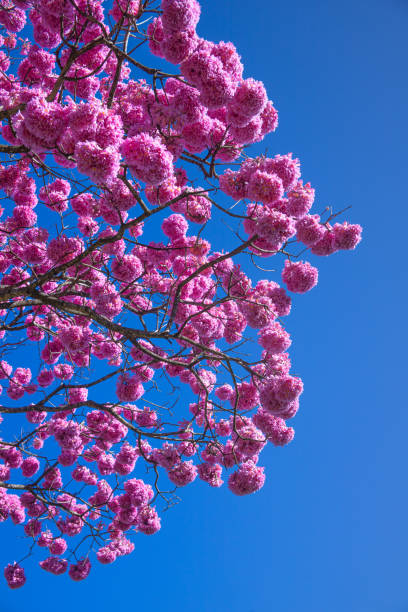 istock The most beautiful trees in flower: Pink Trumpet Tree (Tabebuia impetiginosa). 1198429556