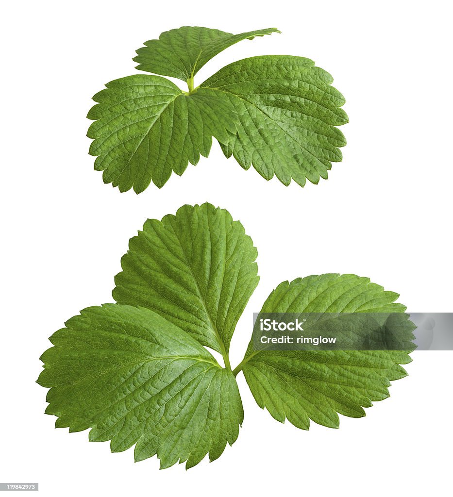 Strawberry Leaves isolated on a white background Botany Stock Photo