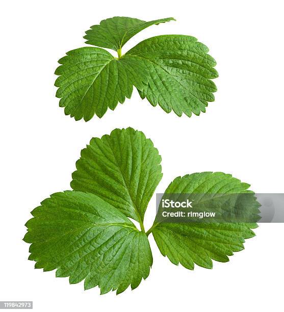 Strawberry Leaves Isolated On A White Background Stock Photo - Download Image Now - Botany, Color Image, Cut Out