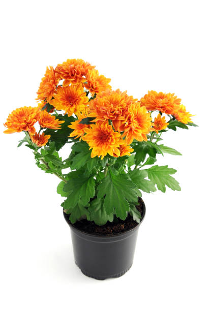 istock orange chrysanthemum flowerpot on white isolated background 1198431399