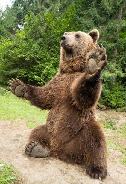 istock bear stands on its hind legs 1198432558