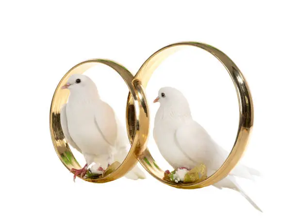 Photo of White doves sit wedding rings isolated on a white