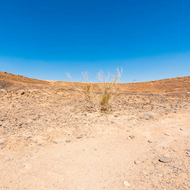 istock Whimsical Patterns of the Desert 1198432787