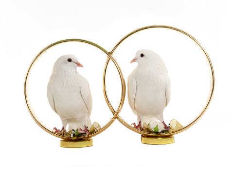 White doves sit wedding rings isolated on a white background.