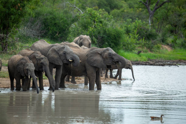 istock A herd of elephants swimming 1198433630