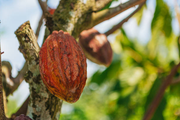 istock Cacao Tree (Theobroma cacao). Organic cocoa fruit pods in nature. 1198434354