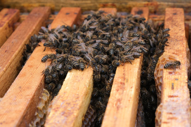 巣の中でミツバチが冬になるなんて。冬の蜂の巣の概要。冬のミツバチ。 - beehive rural scene bee outdoors ストックフォトと画像