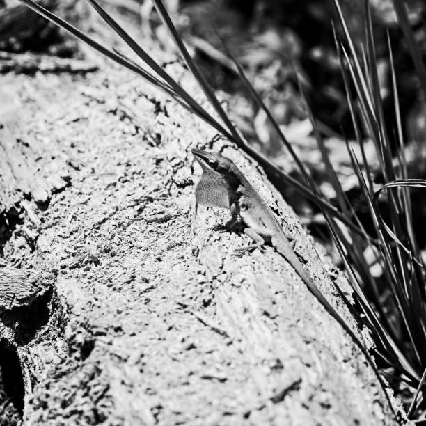 istock Lizard on a Log in the Woods B&W 1198435781