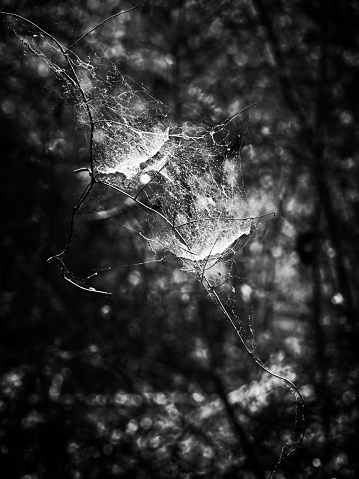 The Woodlands, TX USA - 04-02-2019  -  Spider Web in the Forest in B&W