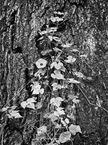 istock Wild Flower Growing on Tree 3 B&W 1198435857