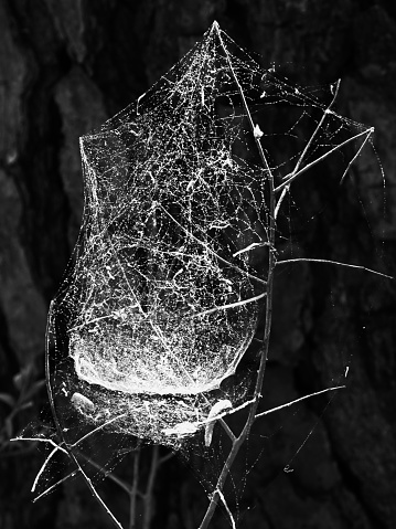 The Woodlands, TX USA - 04-02-2019  -  Spider Web in the Forest 2 in B&W