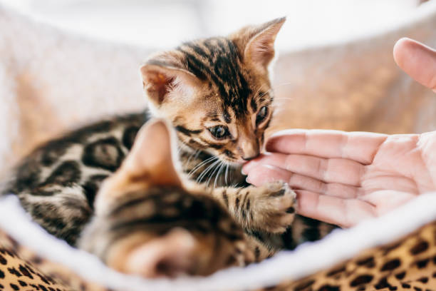 istock Young Bengal cat sniffing a woman hand 1198439448